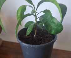 Plant