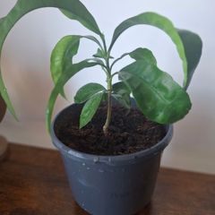 Pamelo Plant