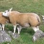 Pedigree Beltex Hogget ewes Image 4