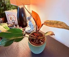Plant