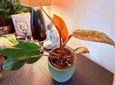 Plant