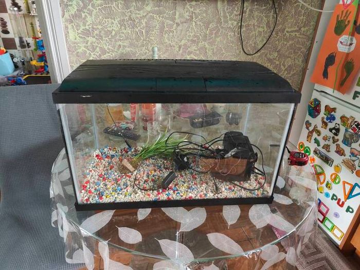 60L aquarium wiht cover, light, stones, plant and filter