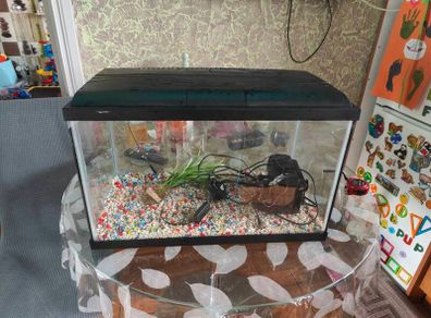 60L aquarium wiht cover, light, stones, plant and filter