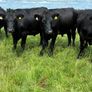 Angus bullocks Image 3