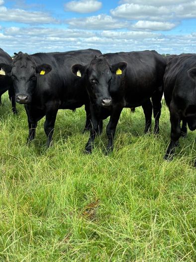 Angus bullocks