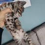Kittens Image 6