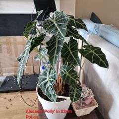 indoor plant Alocasia polly