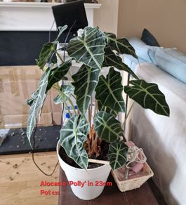indoor plant Alocasia polly