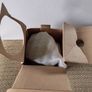 Orla Kiely Scribble Square Flower Sunshine Ceramic Storage Jar Small New Boxed Image 8
