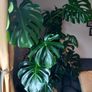 Large Monstera plant Image 6
