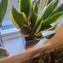 sansevieria Laurentii planter Image 5