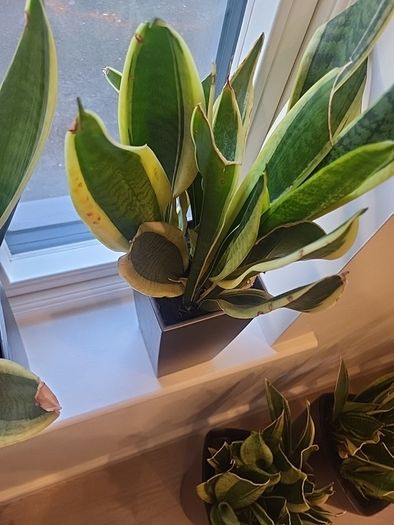 sansevieria Laurentii planter