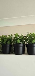 Decorative Plants