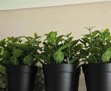 Decorative Plants
