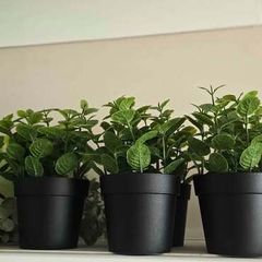 Decorative Plants