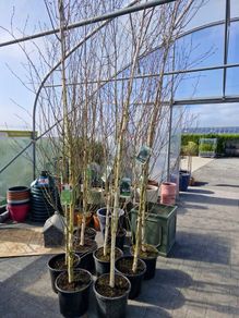 Silver Birch