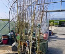 Silver Birch