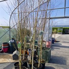 Silver Birch