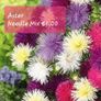 Aster seeds from 1 euro. over 15 different varieties Image 3