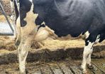 Clearance sale of 30 Freisan cows