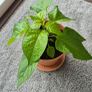 Carolina Reaper Chilli Plant Image 3