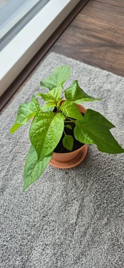 Carolina Reaper Chilli Plant