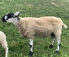 Milford ram