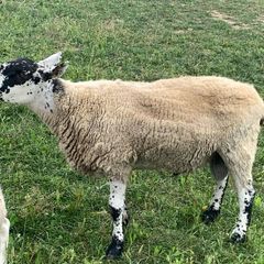 Milford ram