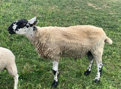 Milford ram