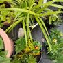 Plants & Pots 10 euro each Image 4