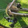 Orbea Terra M30 Rockshock Ruby Suspension Gravel bike Image 9