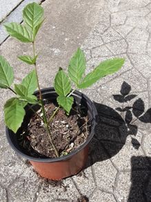 ash plant