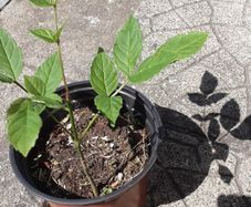 ash plant
