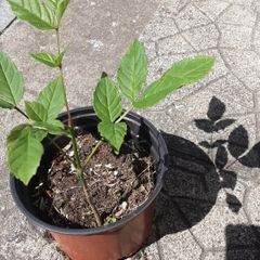 ash plant