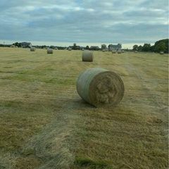 Round bales of hay