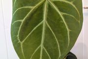 Anthurium Magnificum Plant