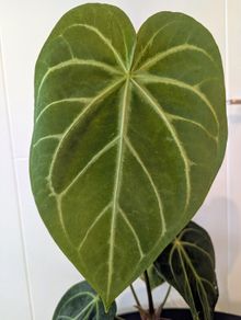 Anthurium Magnificum Plant
