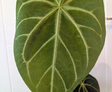 Anthurium Magnificum Plant