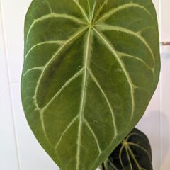 Anthurium Magnificum Plant