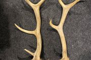 Deer Antlers