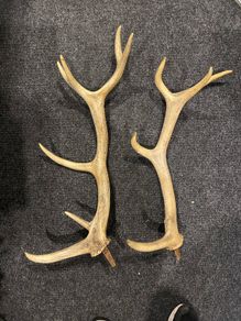 Deer Antlers