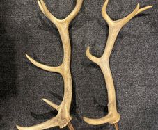 Deer Antlers