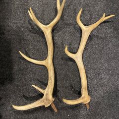 Deer Antlers
