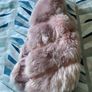Pink fur Gilet Image 6
