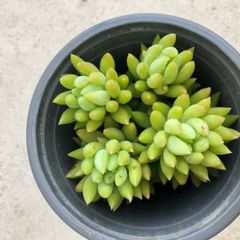 Succulents