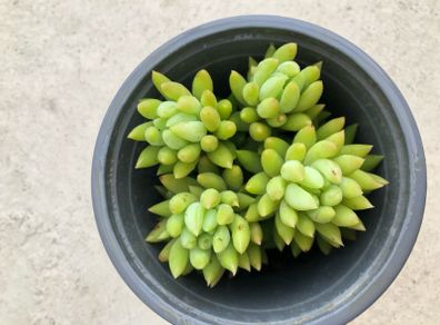 Succulents