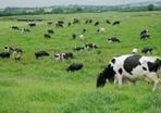 Dairy Farm Worker