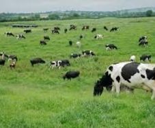 Dairy Farm Worker