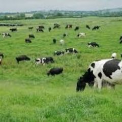 Dairy Farm Worker