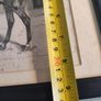 Old Framed Print Of The Late Fred Archer On Minting By John Beer. Image 7